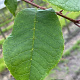 Prunus padus 12-14 HO draadkluit 3 X verplant