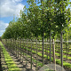 Prunus padus 12-14 HO draadkluit 3 X verplant