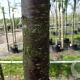 Prunus sargentii 'Rancho' 18-20 HO draadkluit verplant