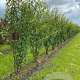 Prunus serrula 250-300 cm draadkluit meerstammig 3-4 tak
