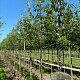 Prunus serrula 14-16 HO draadkluit 3 X verplant