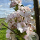 Prunus ser. 'Amanogawa' 16-18 HO draadkluit 3 X verplant