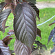 Prunus ser. 'Royal Burgundy' 14-16 HO container