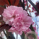 Prunus ser. 'Royal Burgundy' 14-16 HO container