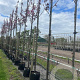 Prunus ser. 'Royal Burgundy' 14-16 HO container