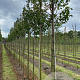 Prunus 'Umineko' 18-20 HO draadkluit verplant