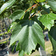 Acer rubrum 'Royal Sunset' 8-10 HO draadkluit