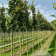 Acer campestre 'Green Column' 18-20 HO draadkluit verplant