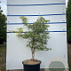 Acer pal. 'Dissectum' 80-100 cm 20L