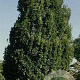 Quercus rob. 'Fastigiate Koster' 10-12 HO 45L geveerd