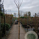 Albizia julibr. Ombrella 200 cm stam 20L 8-10