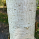Betula pendula 35-40 HO draadkluit