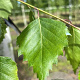 Betula pendula 35-40 HO draadkluit