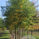 Quercus velutina 35-40 HO draadkluit 250 cm stam
