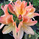 Rhododendron (AM) 'Alice de Stuers' 20-30 cm 2,0L