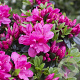 Rhododendron (AJ) 'Anne Frank' 20-30 cm 2,5L