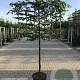 Carpinus betulus 12-14 HO 45L 150 cm stam lei 150x150