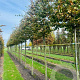 Carpinus bet. Rockhampton Red 20-25 HO draadkluit 3 X verplant