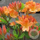 Rhododendron (AM) 'Fr.van der Bom' 40-50 cm 5,0L met knop