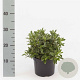 Rhododendron (AJ) 'Hot Shot' 20-25 cm 2,0L