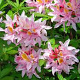 Rhododendron (AO) 'Irene Koster' 20-30 cm 2,0L
