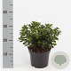 Rhododendron (AJ) 'Kermesina' 20-25 cm 2,0L