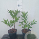 Rhododendron (AM) 'Koningin Emma' 20-30 cm 2,0L