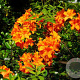 Rhododendron (AM) 'Koningin Emma' 30-40 cm 5,0L