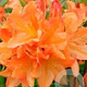 Rhododendron (AM) 'Koningin Emma' 40-50 cm 5,0L met knop