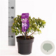 Rhododendron 'Night Sky' 20 cm op 2,0L