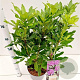 Rhododendron ponticum 40-50 cm 5,0L