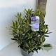 Rhododendron pont. 'Variegatum' 40-50 cm 5,0L