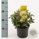 Rhododendron 'Princess Anne' 20-25 cm 2,0L