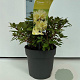 Rhododendron 'Princess Anne' 25-30 cm 4,0L