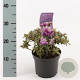 Rhododendron 'Ramapo' 20-25 cm 2,0L