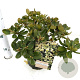 Rhododendron 'Shamrock' 25-30 cm 3,0L