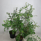 Crataegus monogyna 100-125 cm 7,5L solitair