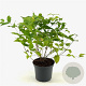 Rhodotypos scandens 30-40 cm 3,0L