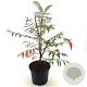 Rhus glabra 'Laciniata' 50-70 cm 5,0L