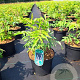 Rhus typhina 60-80 cm 5,0L