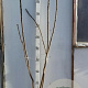 Rhus typhina 150-175 cm met kluit 3 tak meerstammig