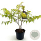Rhus typhina Tiger Eyes 30-40 cm 5,0L