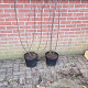 Frangula alnus 100-125 cm 7,5L solitair