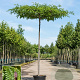 Gleditsia triac. 'Skyline' 12-14 HO 45L dakvorm 250 cm stam