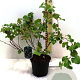 Rubus 'Benenden' 40-50 cm 3,0L