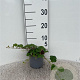 Rubus 'Betty Ashburner' 25-30 cm C1.3