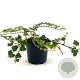 Rubus 'Betty Ashburner' 25-30 cm 2,0L