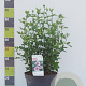 Hibiscus syr. 'Hamabo' 80-100 cm 12L
