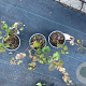 Rubus tricolor 30-40 cm C1.3