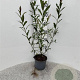 Salix alba 30-40 cm 2,0L